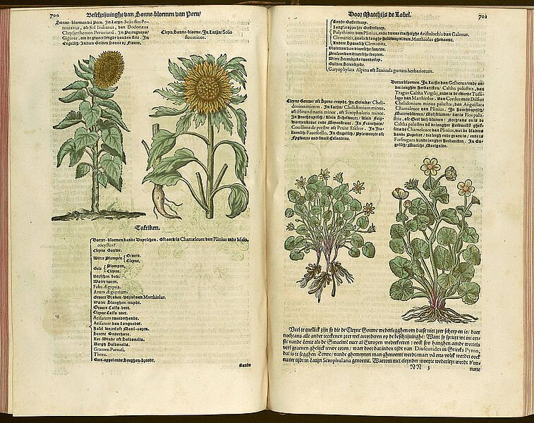 Kräuterbuch des flämischen Botanikers Matthias de L‘Obel (Lobelius) (c) SLUB, Deutsche Fotothek