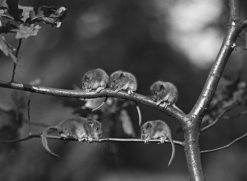Schwarzweißfotografie. Sie zeigt vier Haselmäuse, die auf Ästen sitzen.