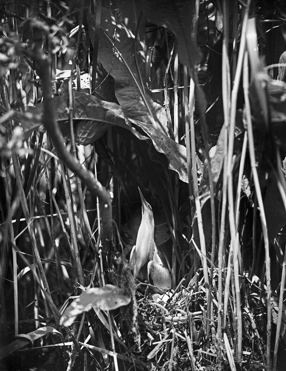 Schwarzweißfotografie einer Zwegdommel. Sie sitzt in einem Nest umgeben von Blättern. 